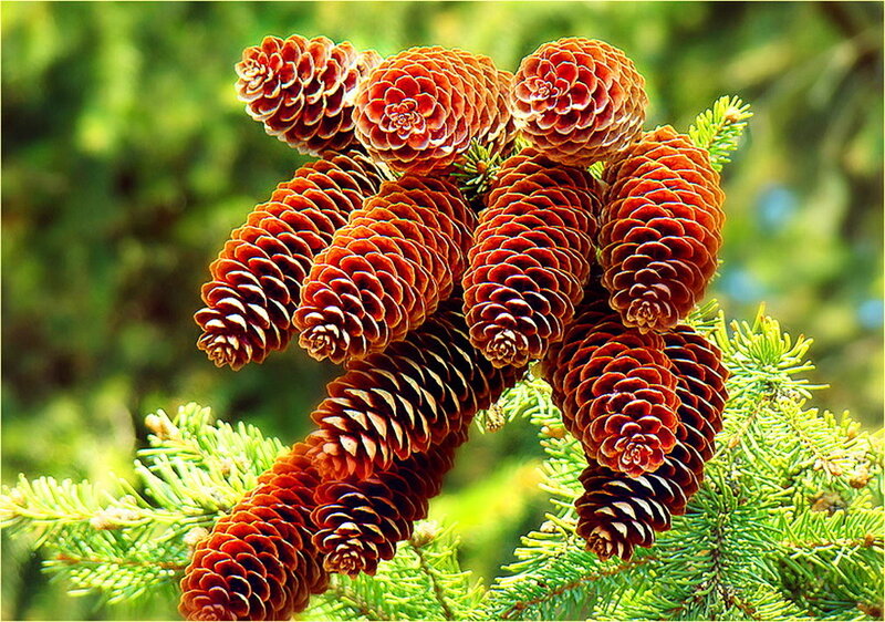 Cluster of Pine Cones