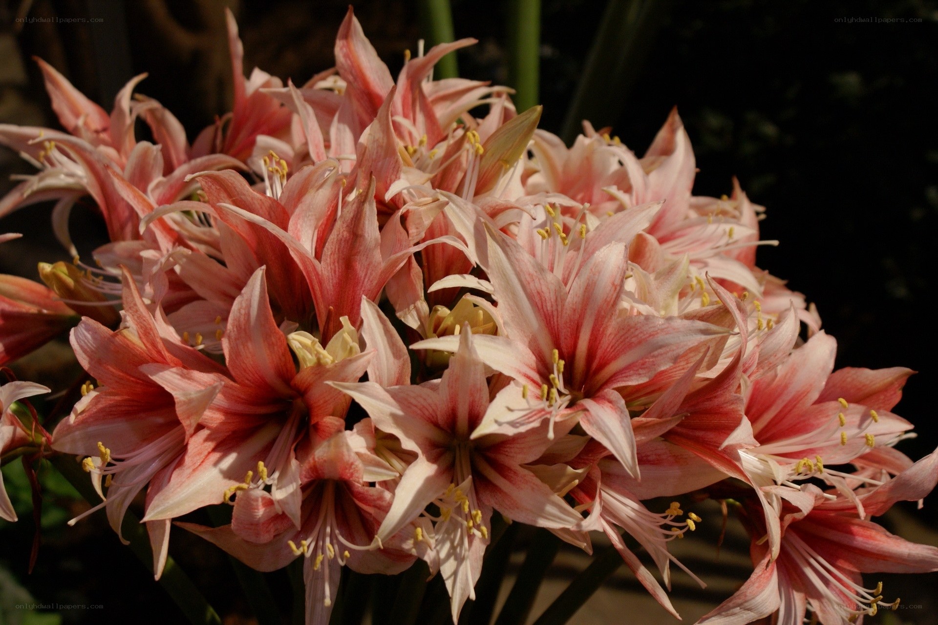 cluster of pink amaryllis flowers