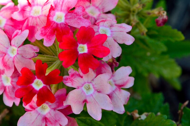 Cluster of Pink and Red Flowers