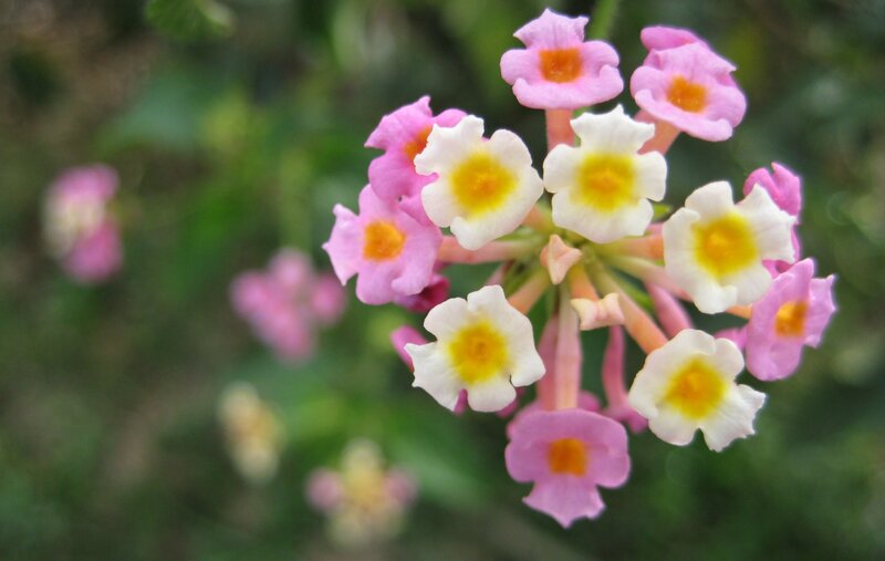 Cluster of Pink and White Flowers — Calm, Spring