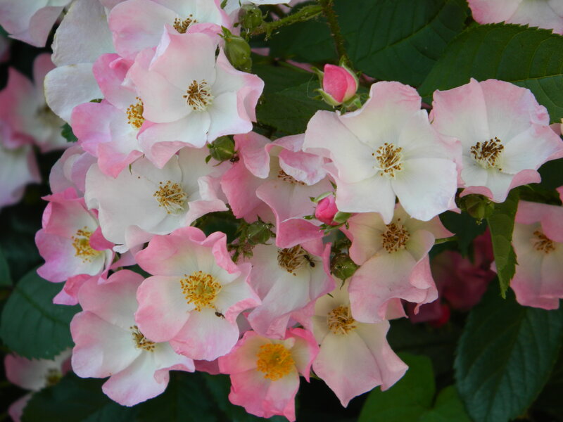 Cluster of Pink and White Roses — Calm