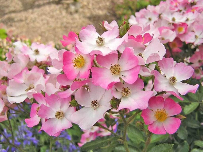 cluster of pink and white roses