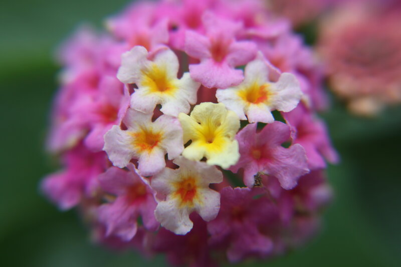 cluster of pink and yellow flowers