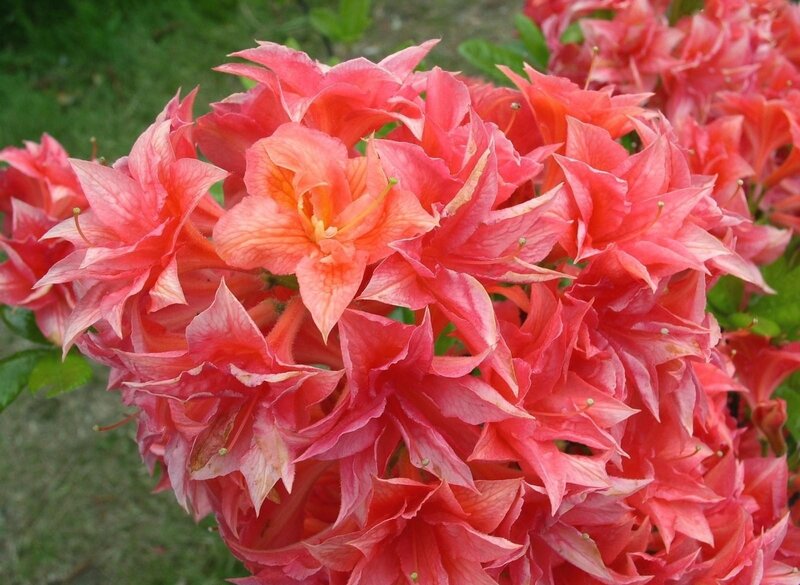 cluster of pink azalea flowers