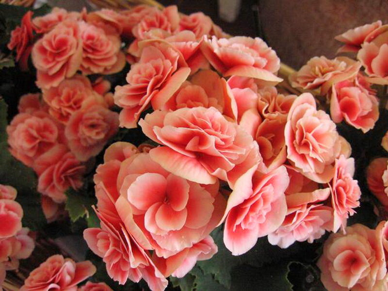Cluster of Pink Begonias