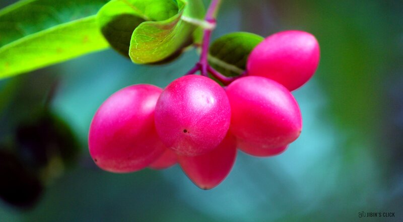 Cluster of Pink Berries — Natural