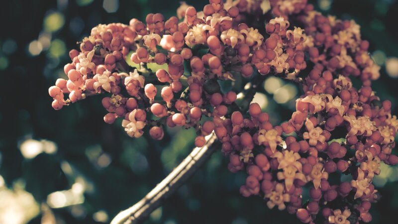 cluster of pink berries on branch
