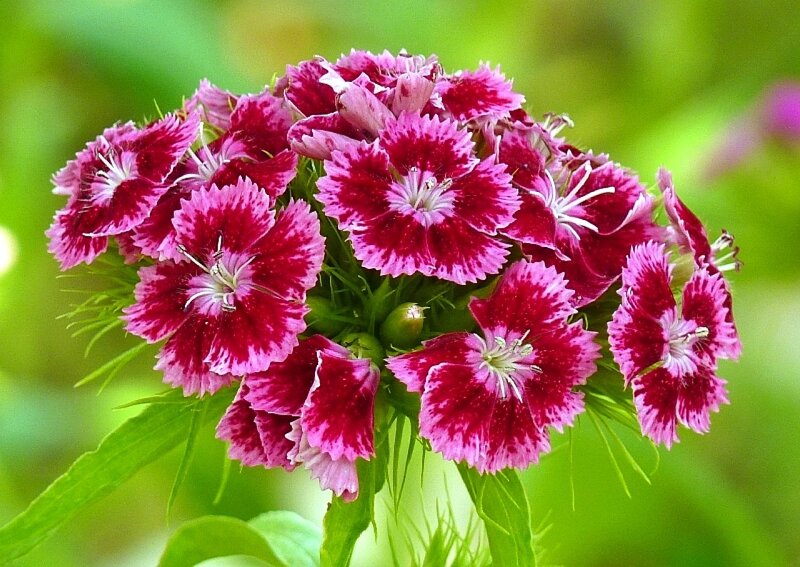 cluster of pink dianthus flowers