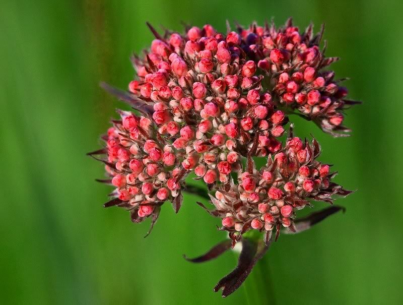 Cluster of Pink Flower Buds — Natural
