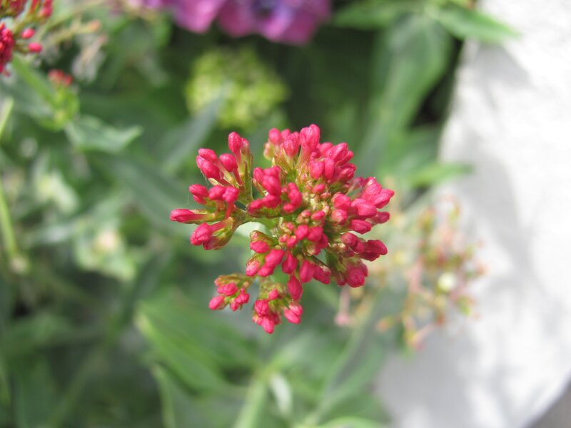 cluster of pink flower buds