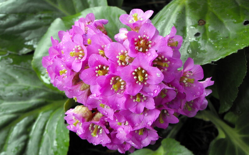 cluster of pink flowers