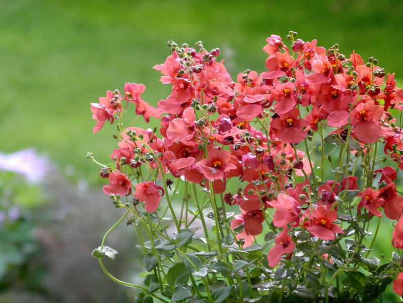 cluster of pink flowers