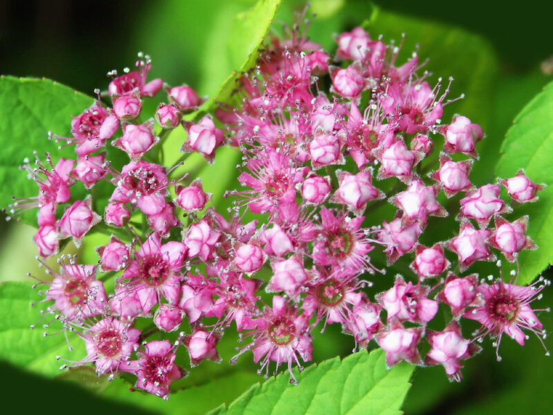cluster of pink flowers