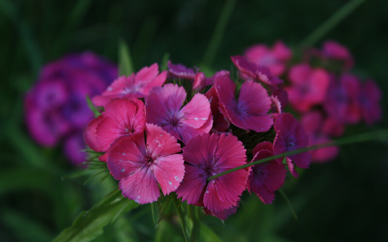 cluster of pink flowers