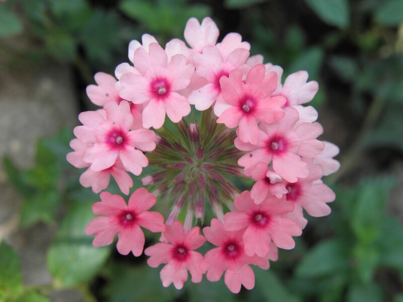 cluster of pink flowers
