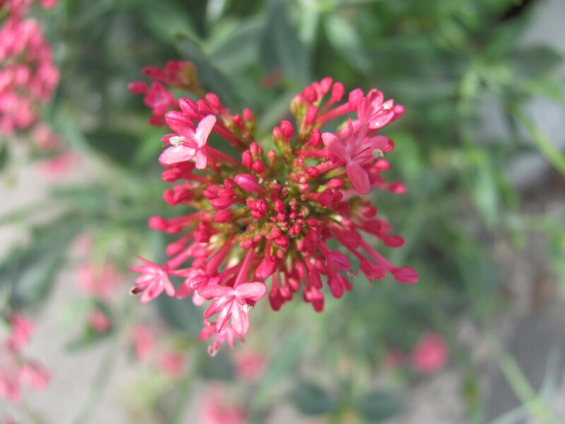 cluster of pink flowers