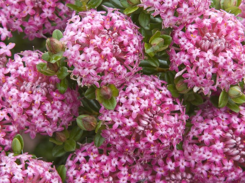 cluster of pink flowers