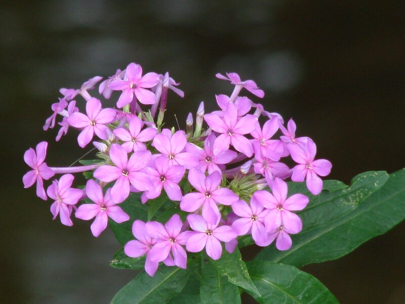 cluster of pink flowers