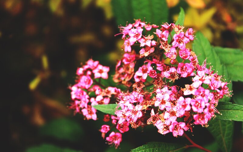 cluster of pink flowers
