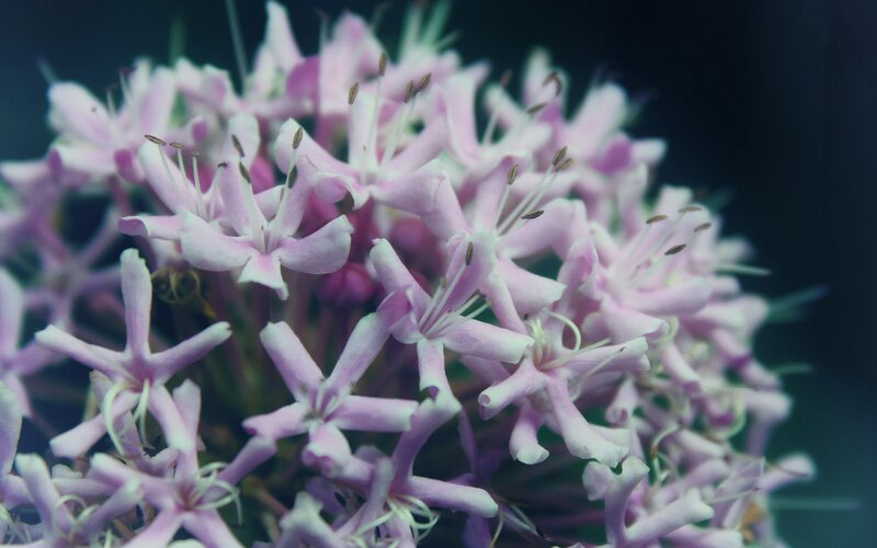 cluster of pink flowers