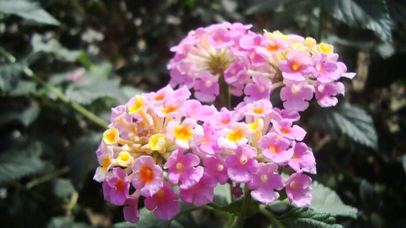 cluster of pink flowers
