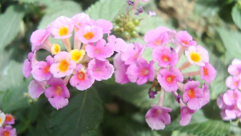 cluster of pink flowers