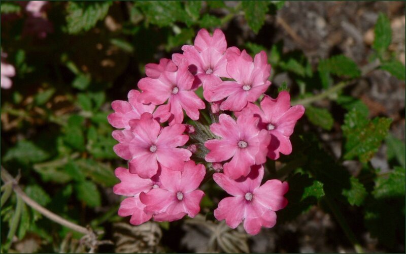 cluster of pink flowers