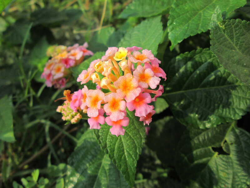 Cluster of Pink Flowers — Calm, Morning