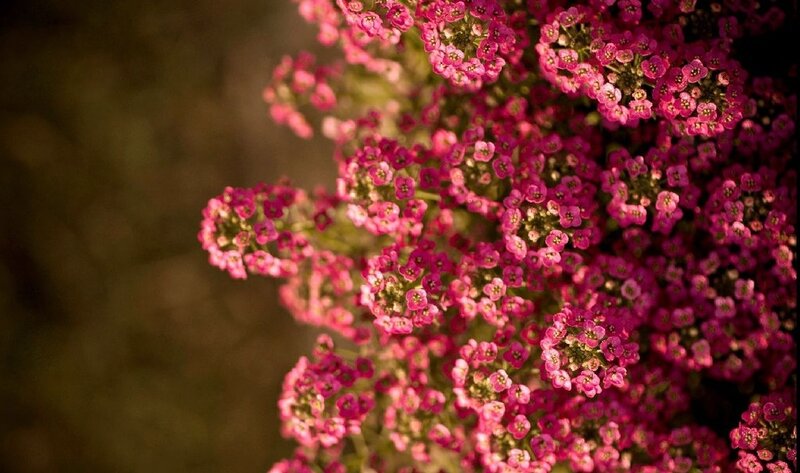 Cluster of Pink Flowers — Calm, Photograph, Bloom