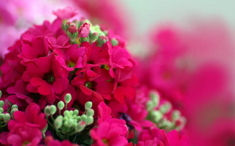 Cluster of Pink Flowers — Calm, Photograph, Buds