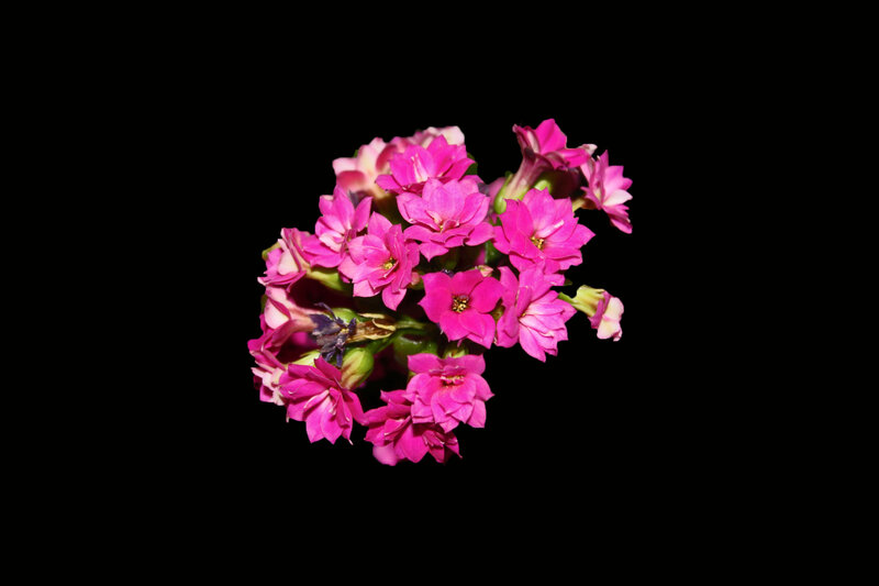 Cluster of Pink Flowers — Calm, Photograph