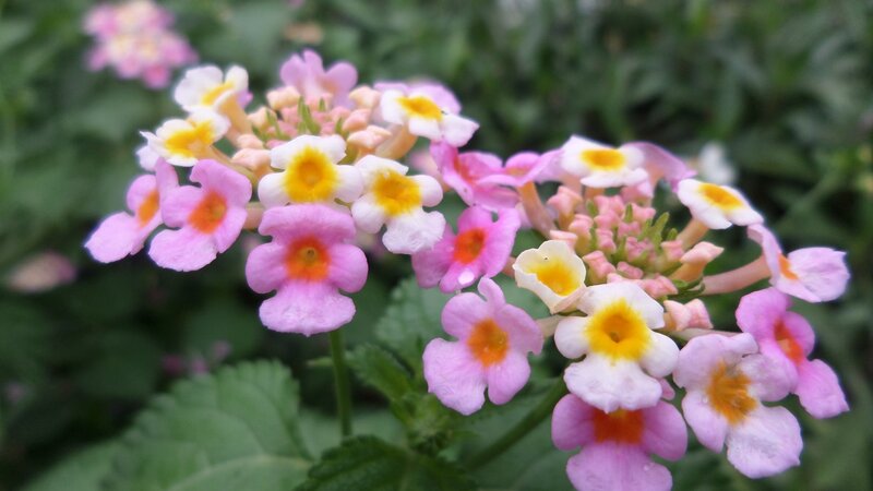 Cluster of Pink Flowers — Calm, Spring, Photograph, Green Leaves