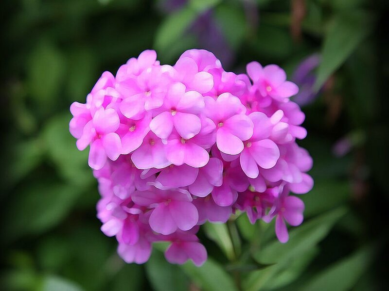 Cluster of Pink Flowers — Calm, Spring
