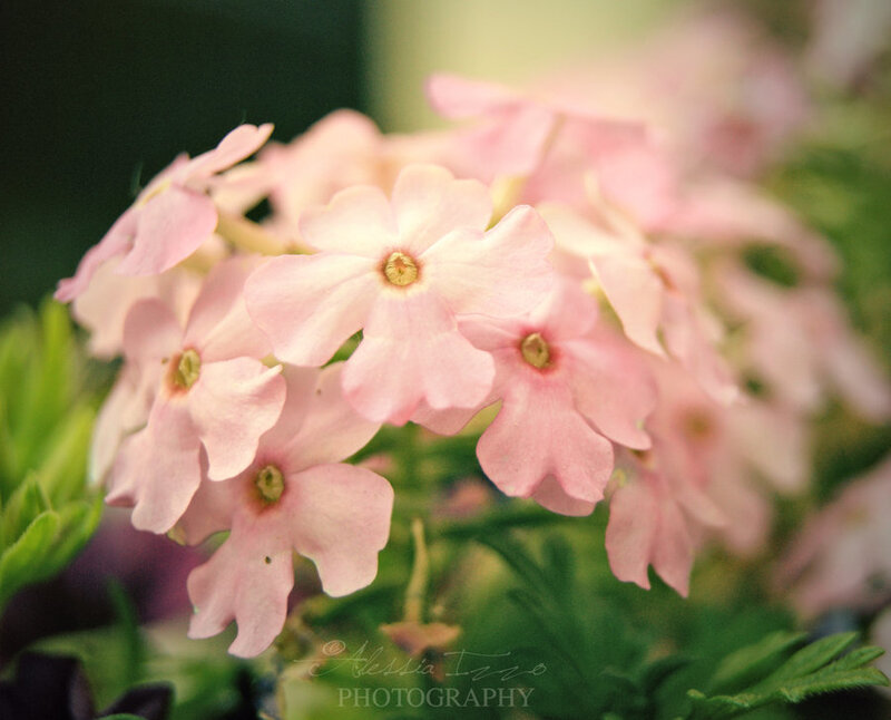 Cluster of Pink Flowers — Calm
