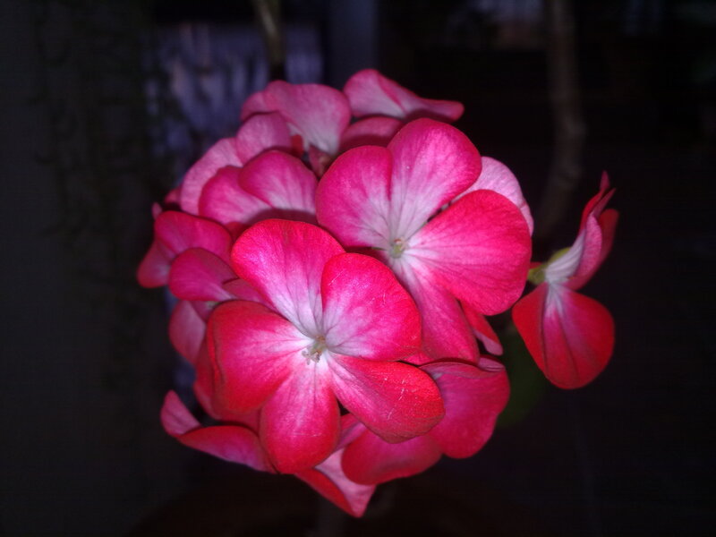 Cluster of Pink Flowers — Dramatic