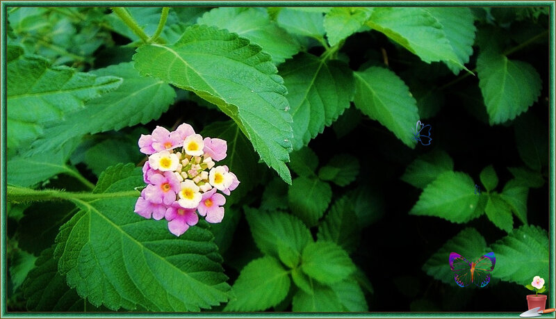 Cluster of Pink Flowers — Green