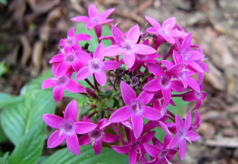 Cluster of Pink Flowers — Natural, Photograph