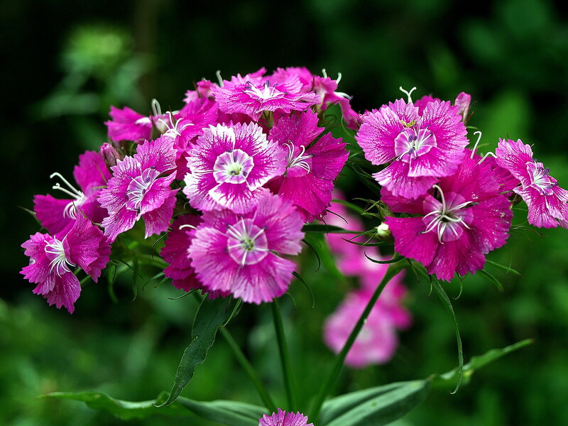 Cluster of Pink Flowers — Natural, Spring