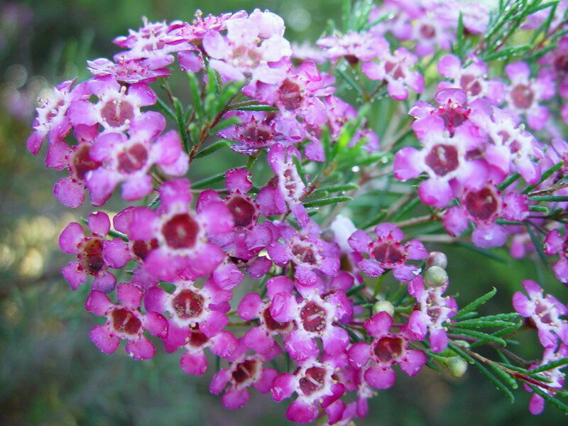 Cluster of Pink Flowers — Natural