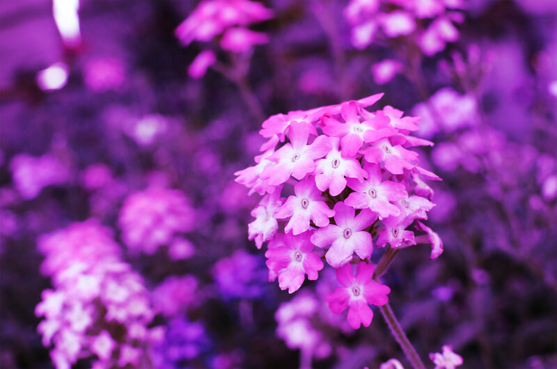 Cluster of Pink Flowers — Purple