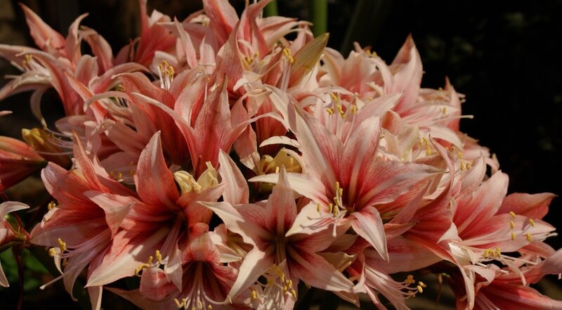 Cluster of Pink Flowers — Serene, Afternoon, Photograph, Petals