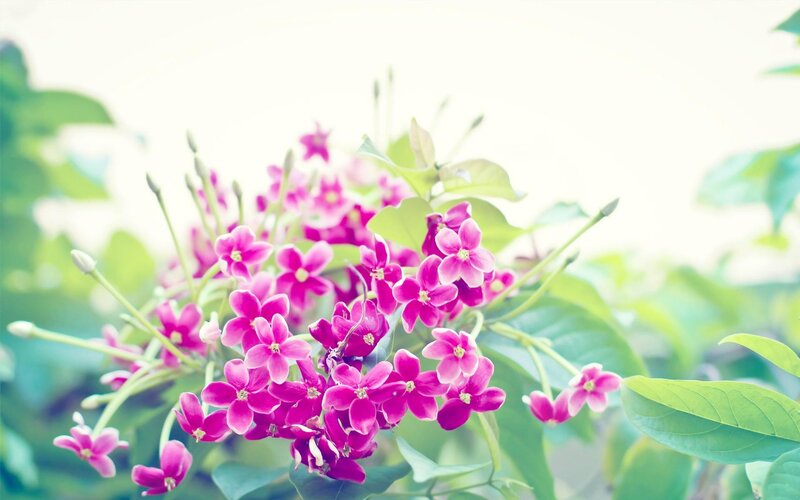 Cluster of Pink Flowers — Serene, Morning
