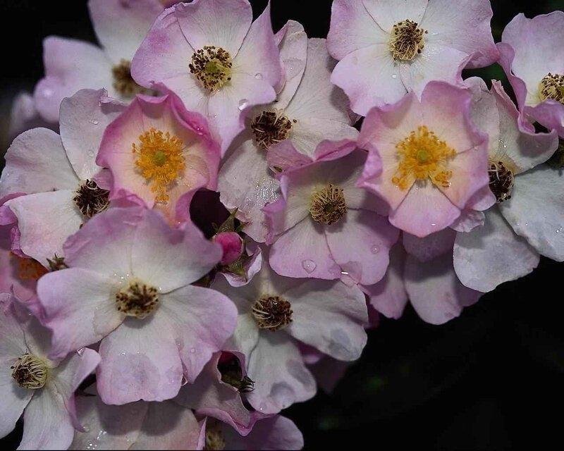 Cluster of Pink Flowers — Serene, Night