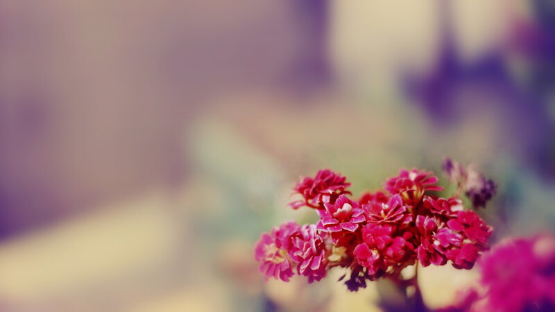 Cluster of Pink Flowers — Serene, Photograph, Blurry Background