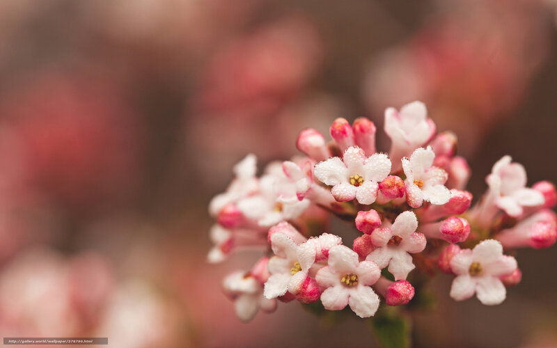 Cluster of Pink Flowers — Serene, Spring, Photograph, Buds
