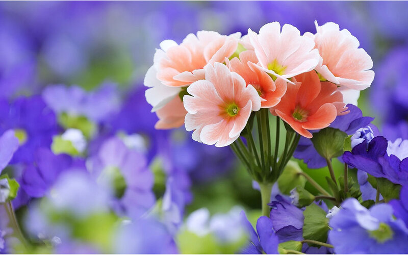 Cluster of Pink Flowers — Serene, Spring, Photograph, Purple Flowers, Green Stems