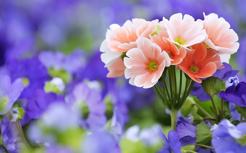 Cluster of Pink Flowers — Serene, Spring, Photograph, Purple Flowers