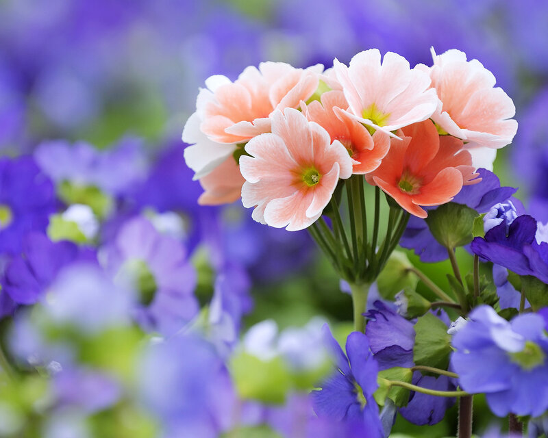 Cluster of Pink Flowers — Serene, Spring