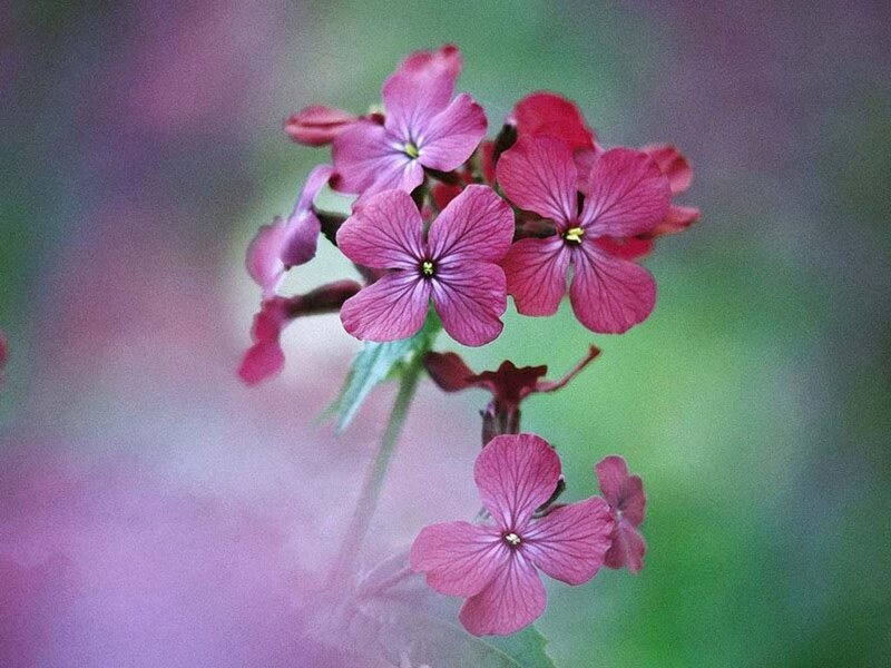 Cluster of Pink Flowers — Serene