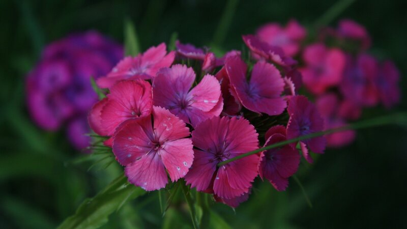cluster of pink flowers